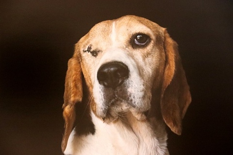 Un dels retrats d'animals maltractats que apareixen a l'exposició 'The Animals'