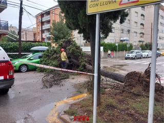 Imatge d&#039;un arbre caigut aquesta matinada a Calafell (Baix Penedès)