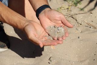 Imatge d&#039;arxiu de pèl·lets que van ser trobats a la platja de la Pineda, a Vila-seca