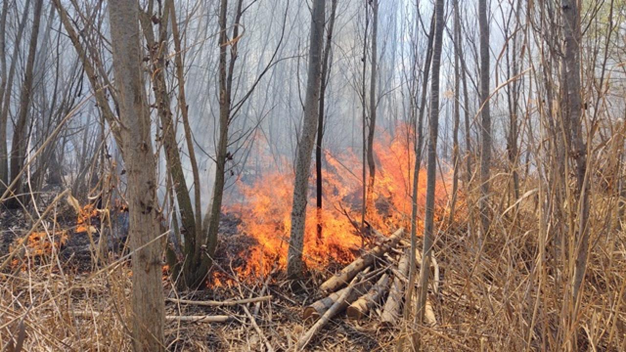Incendi al bosquet de l&#039;estany d&#039;Ivars i Vila-sana