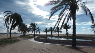 Imatge de les palmeres de la zona del riuet de Coma-ruga
